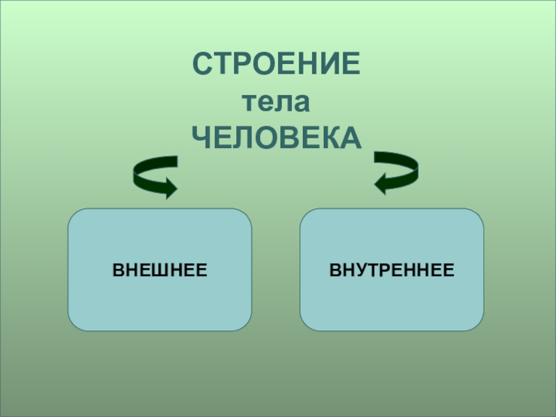 Организм Человека Знакомство