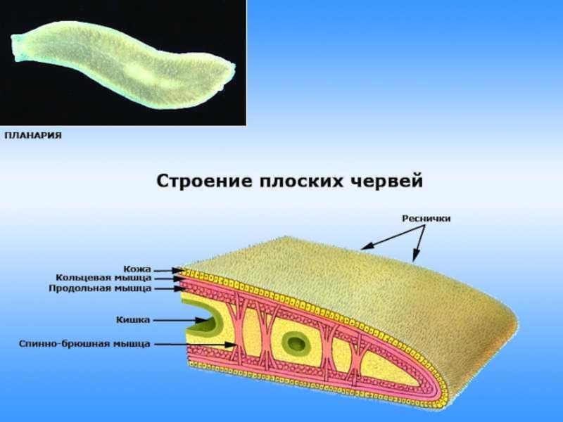 Презентация на тему тип плоские черви 7 класс биология