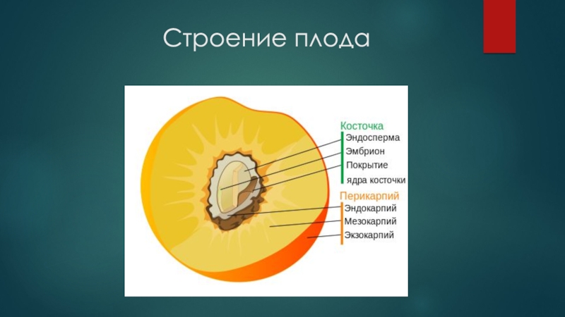 Особенности строения плода