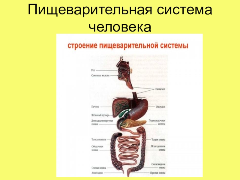 Рисунок пищеварительной системы с подписями