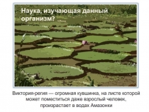 Презентация по биологии Наука о растениях - ботаника (6 класс)