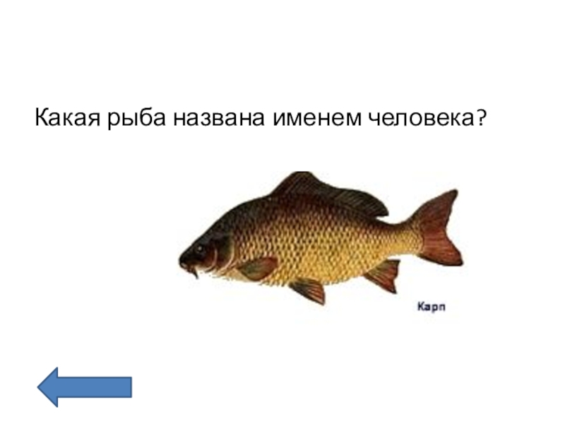 Загадка какая рыба носит имя человека ответ. Какая рыба носит название человека. Какая рыба носит имя человека. Какая рыба названа именем человека. Какая рыба носит имя человека загадка.