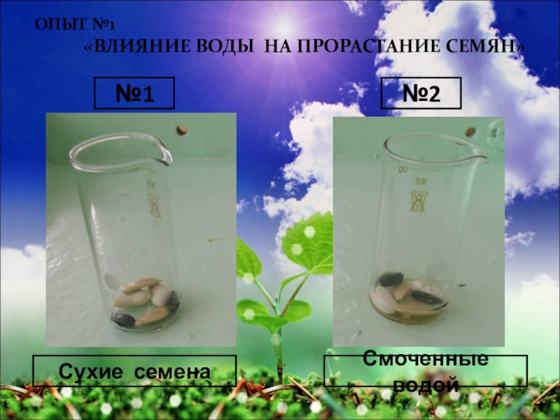 Как вода влияет на проростание семян. Опыт прорастание семян 6 класс биология. Влияние воды на прорастание семян опыт. Эксперимент влияние воды на прорастание семян. Влияние кислорода на прорастание семян.
