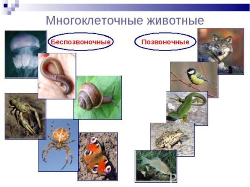 Презентация многоклеточные животные 6 класс