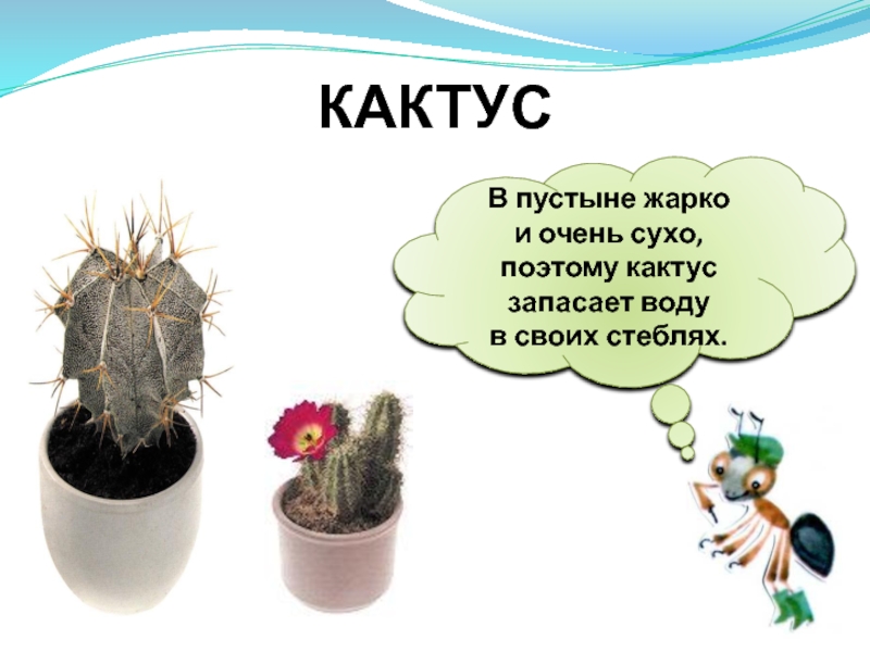 Что растет на подоконнике 1. Где Кактус запасает воду. Как Кактус запасает воду. Схема слова Кактус. В чем Кактус запасет воду.