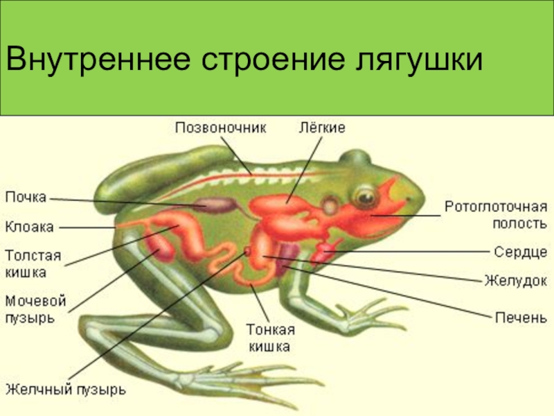 Внешнее строение лягушки рисунок