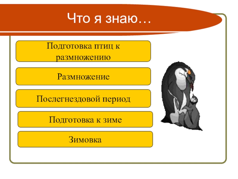 Годовой жизненный цикл и сезонные явления в жизни птиц презентация