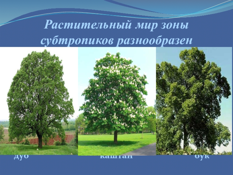 Дуб бук каштан. Бук каштан субтропики. Макет субтропических домов. Как сделать макет субтропики.