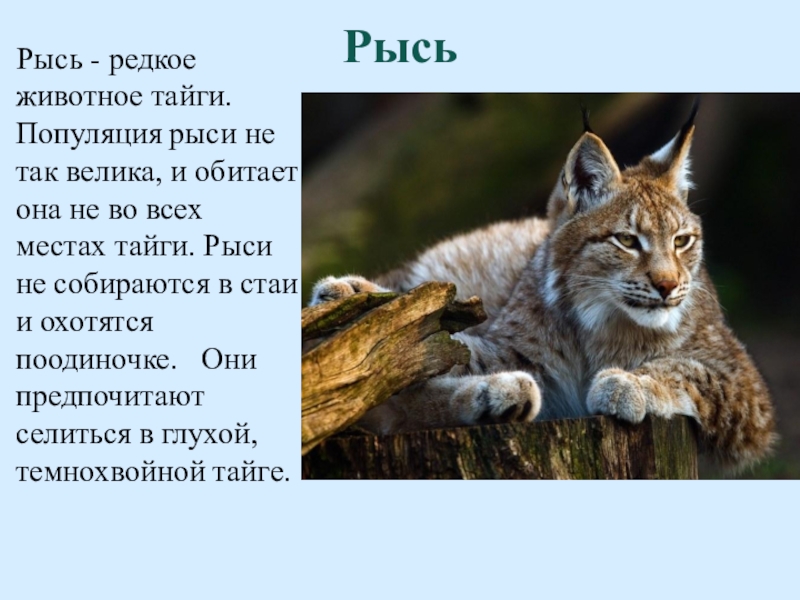 Животные тайги ответ. Интересные факты о рыси. Интересные факты о животных тайги. Рысь описание. Доклад про животных тайги.