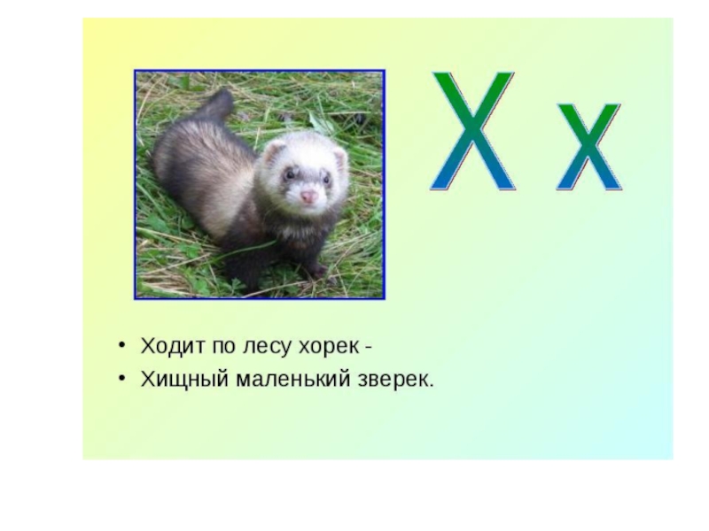 Группа на букву х. Ходит по лесу хорек. Ходит по лесу хорек хищный маленький зверек. Стихотворение про хорька. Ходит по лесу хорек, хищный.