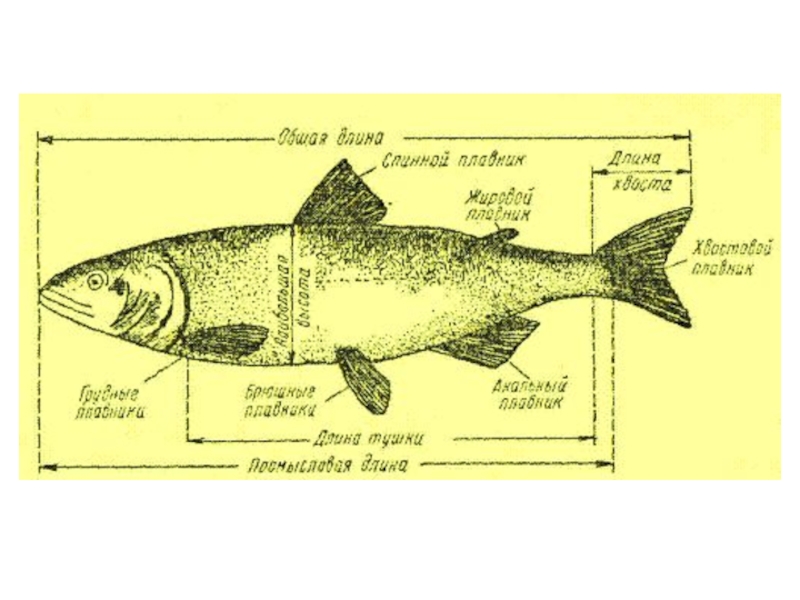 Длина рыбы. Схема измерения рыбы. Схема измерения карповых рыб. Измерение длины рыбы. Основания средних лучей хвостового плавника.