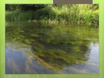 Презентация Водоросли по теме урока Водоросли, их многообразие и значение в природе