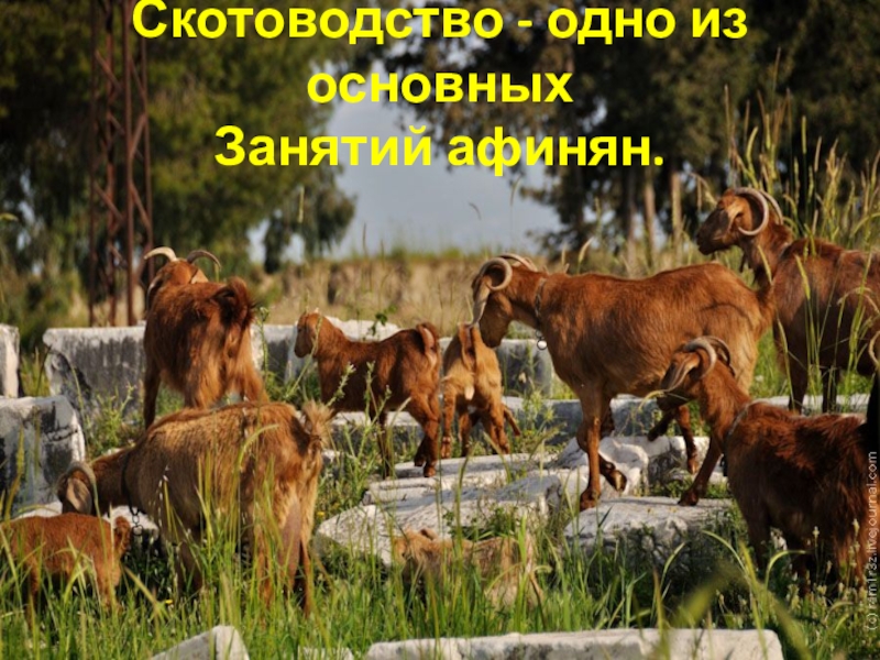Скотоводство - одно из основных Занятий афинян.