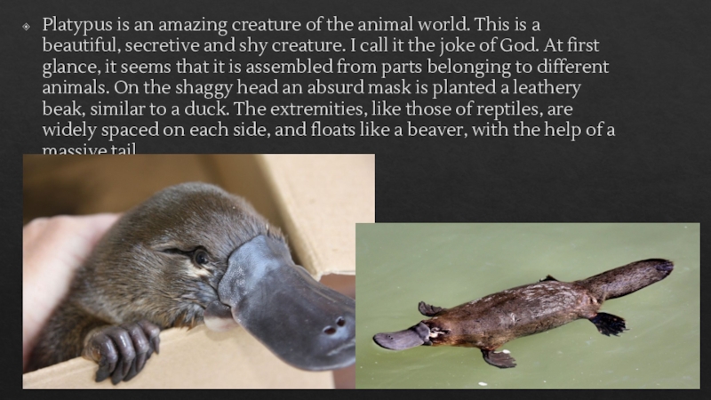 Amazing creatures 5. Английский язык тема amazing creatures животные. Amazing creatures 5 класс стих. This is a Platypus. Platypus перевод с английского на русский.