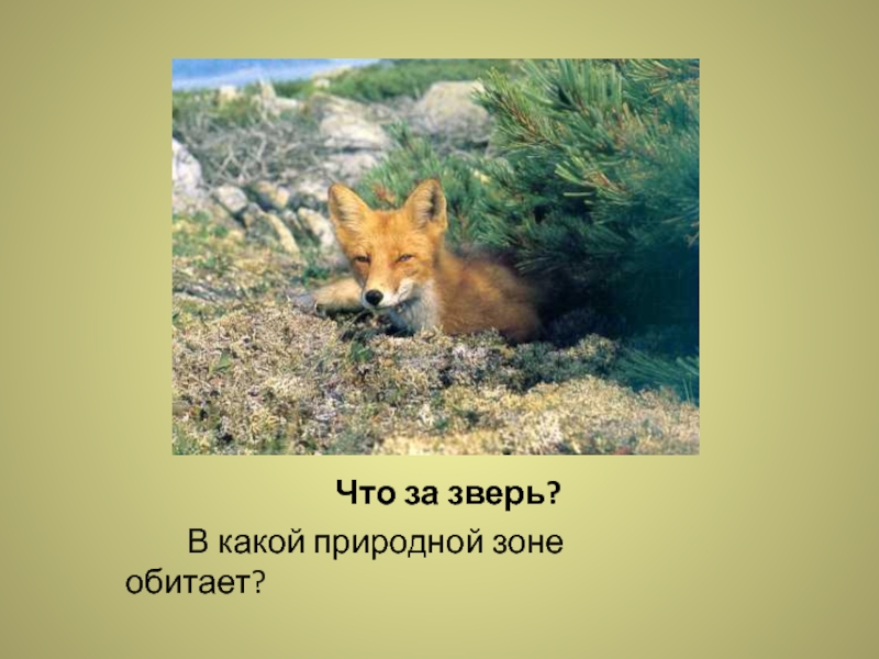 Животное обитающее в природной зоне. В какой природной зоне обитает лиса. Природные зоны обитания лисиц. Природная зона обитания лисы. Дисицп обитает в какой природной зоне.