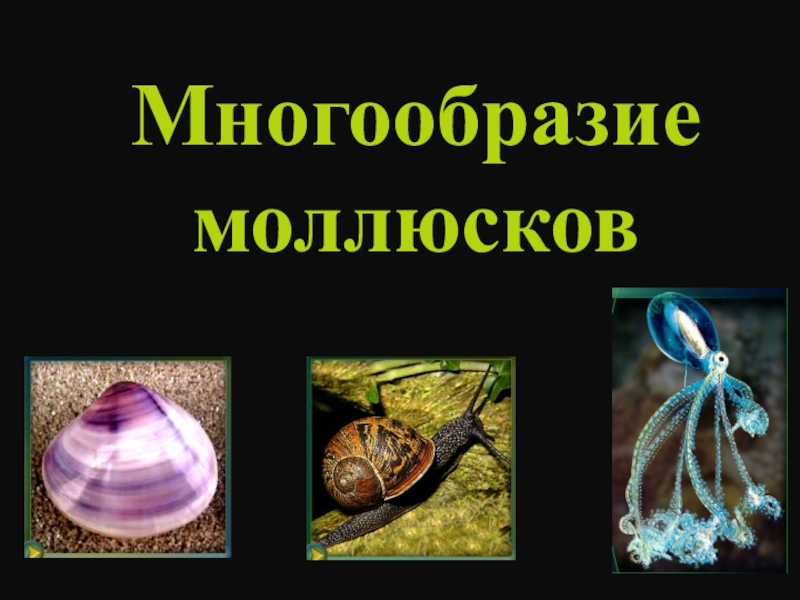 Презентация Презентация по биологии Многообразие моллюсков (7 класс)