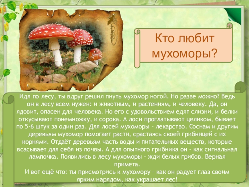 Информация про грибы. Рассказ про гриб мухомор для 2 класса окружающий мир. Сказка про грибы. Информация о мухоморе. Презентация про мухомор для дошкольников.