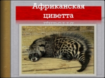 Африканская циветта. Красная книга