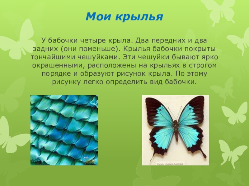 Оборудования для исследования строения крыла бабочки. Крылья бабочки. Строение крыльев бабочки. Количество крыльев у бабочек. Крылья у бабочек расположены на:.