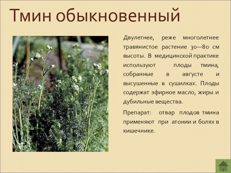 Тмин обыкновенныйДвулетнее, реже многолетнее травянистое растение 30—80 см высоты. В медицинской практике используют плоды тмина, собранные в