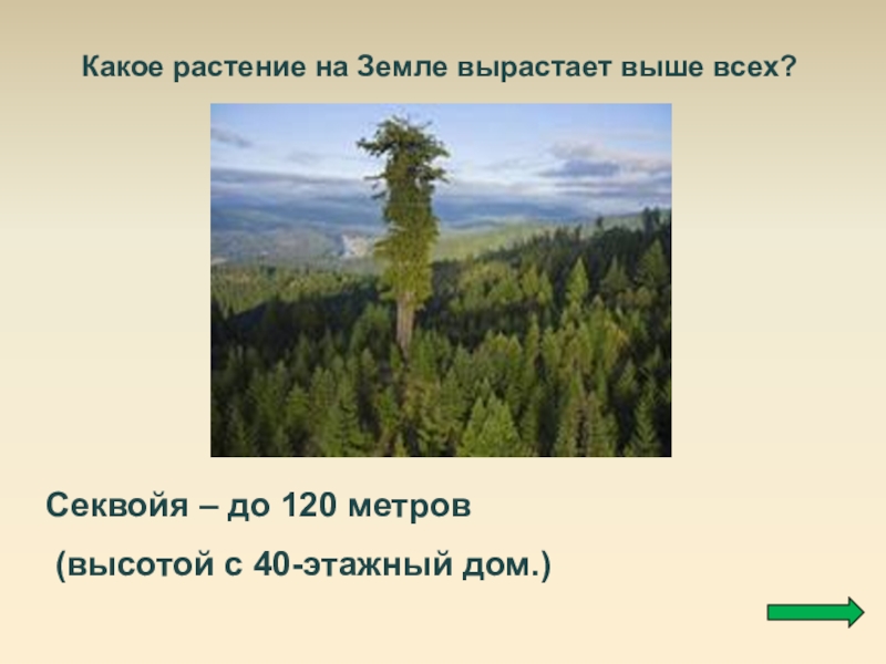 Расту выше. Какое растение на земле вырастает выше всех. Самое высокое дерево в мире высота в метрах. Цветы 2 метра высотой. Растения культуры выше метра в высоту.