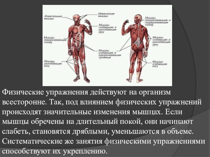 Роль опорно двигательного аппарата в выполнении физических упражнений проект