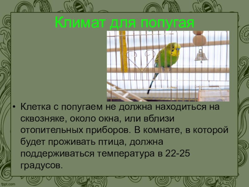 Задача начинается так в зоомагазине жили волнистые попугайчики продолжи задачу по схеме реши задачу