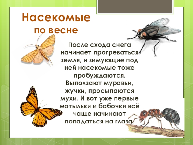 Презентации про насекомых для дошкольников