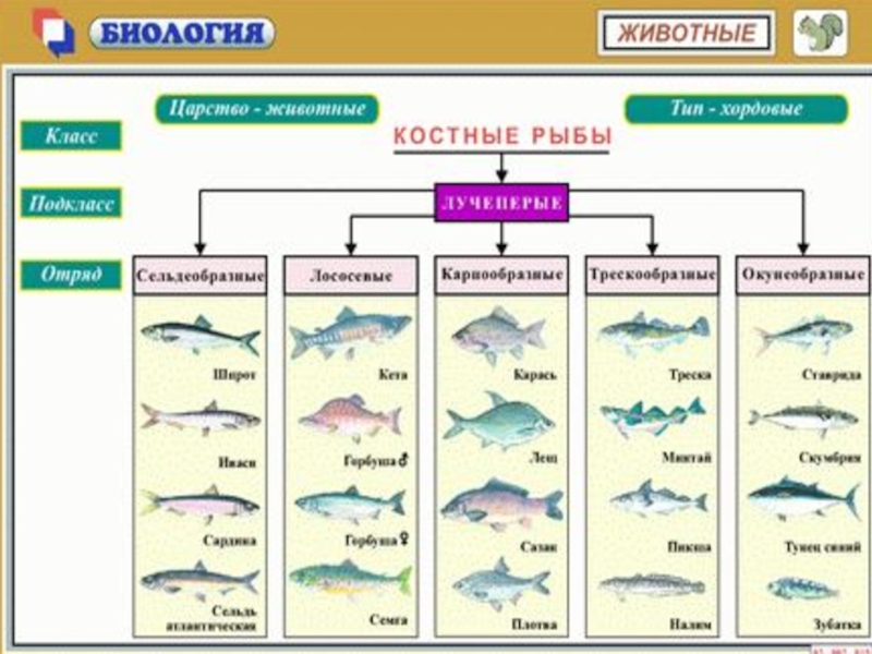 Видеоурок классы рыб. Класс костные рыбы отряды. Класс костные рыбы отряды таблица. Отряды костных рыб таблица 7 класс. Многообразие костных рыб схема.