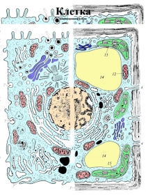 Раздаточный материал по теме: Эукариотическая клетка_