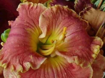 Презентация по биологии на тему Цветок (6 класс)