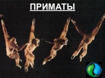 Презентация по биологии для учащихся 8 класса VIII вида Приматы
