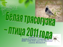 Презентация Белая трясогузка - птица года