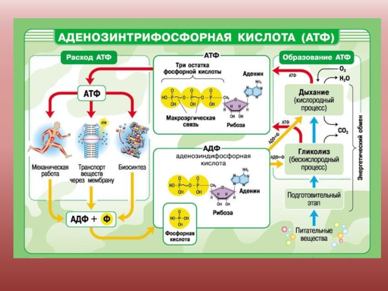 Темы проектов по биохимии 10 класс