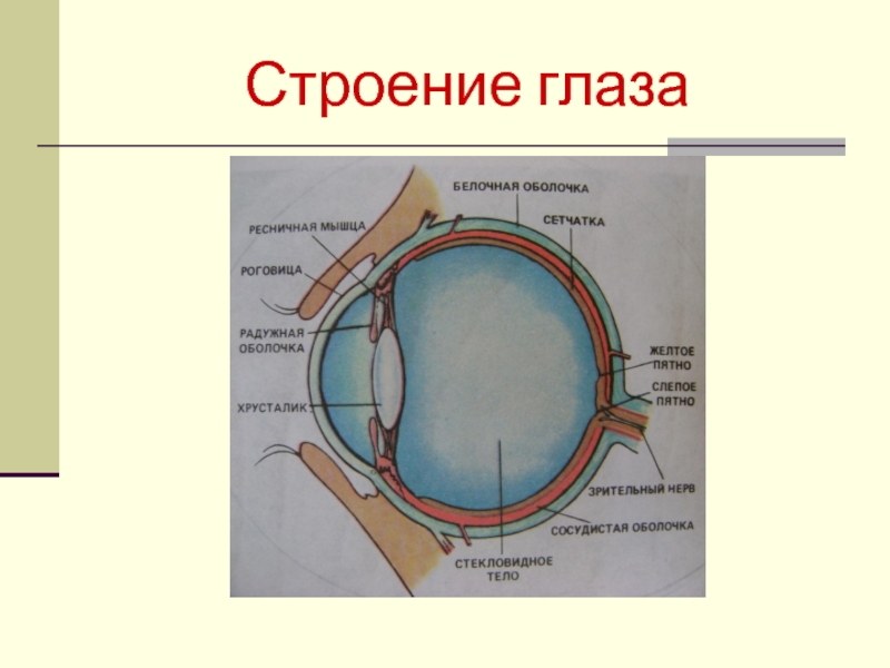 Как называется прозрачная часть белочной оболочки глаза. Строение белочной оболочки глаза. Белочная оболочка глаза анатомия. Глаз мышцы глаза белочная оболочка. Белочная оболочка глаза склера.