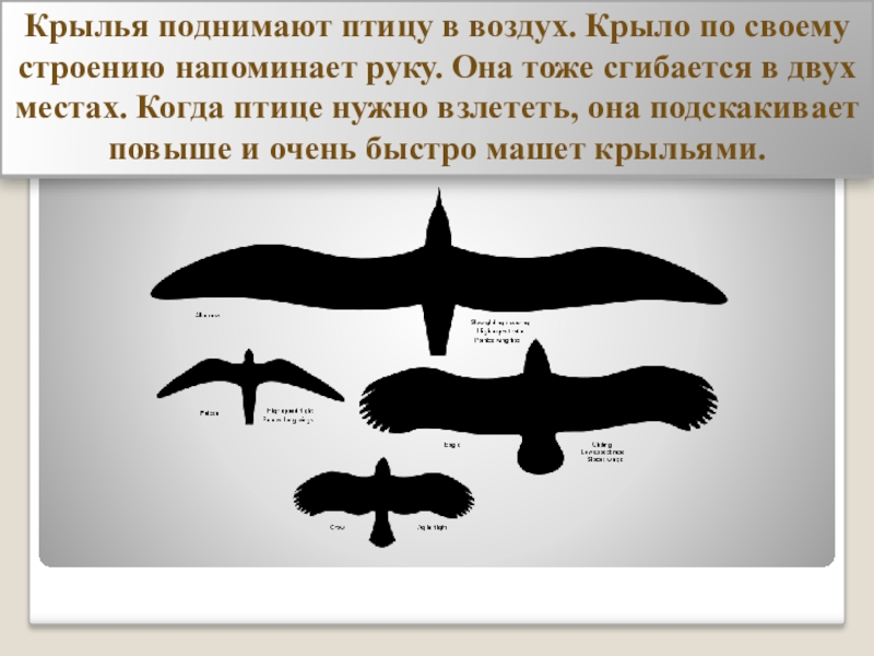 Птице крылья человеку. Размер крыльев для человека. Птица с поднятыми крыльями. Поднятые Крылья. Для чего нужны Крылья птицам.