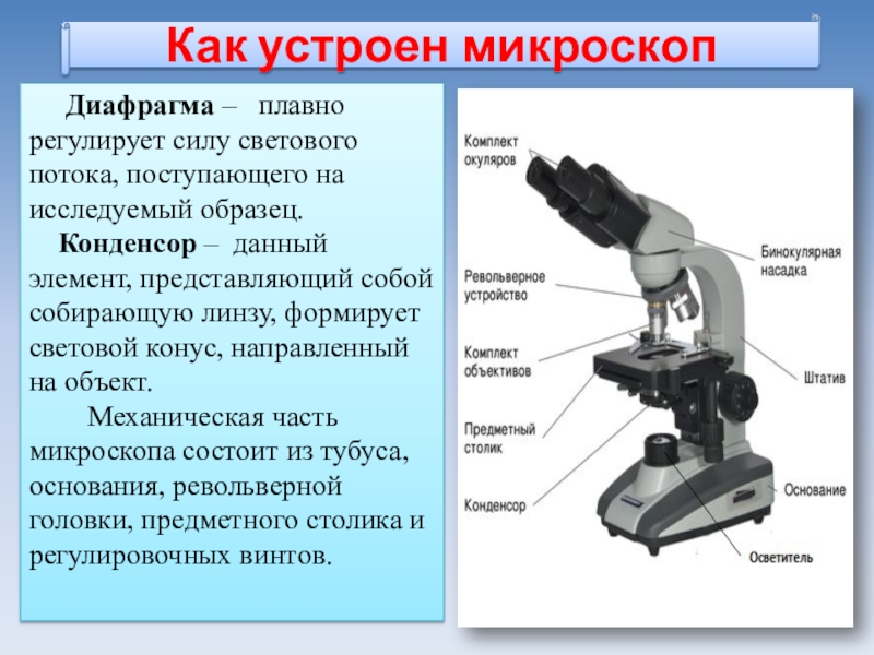 Какую функцию выполняет основа микроскопа. Световой микроскоп строение конденсор. Световой микроскоп Биолам строение. Бинокулярный микроскоп строение. Конденсор и диафрагма микроскопа.
