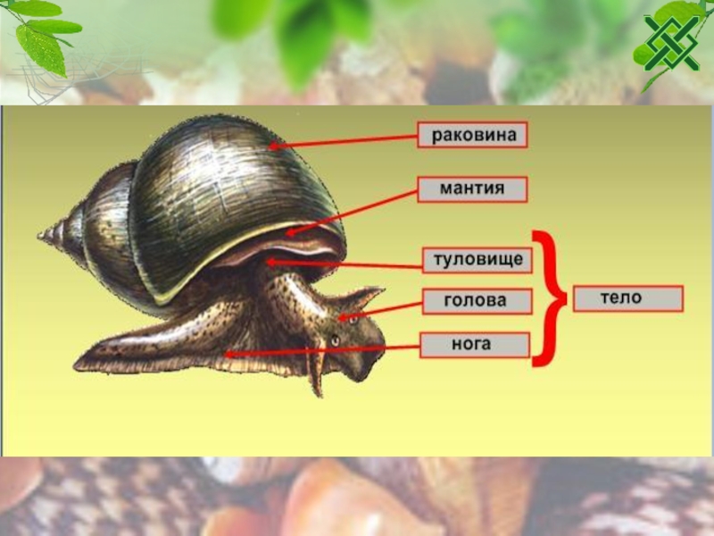 Биология 7 класс тип моллюски. Органы чувств моллюсков.