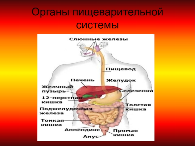 Пищеварение презентация 8 класс биология