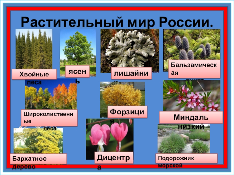 Растительный мир презентации. Растительный мир России. Разнообразие растительного мира России. Представителт растительного мира Росси. Растительность России кратко.