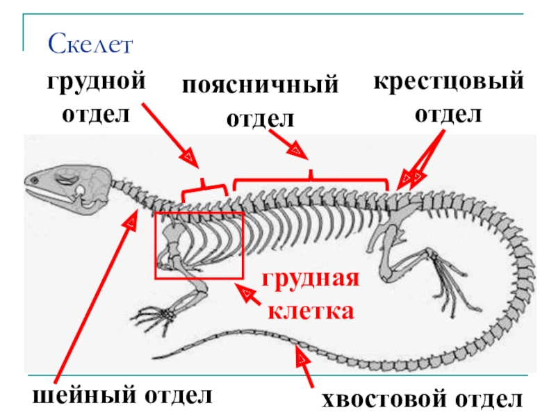 Скелет рептилий схема биология 7 класс