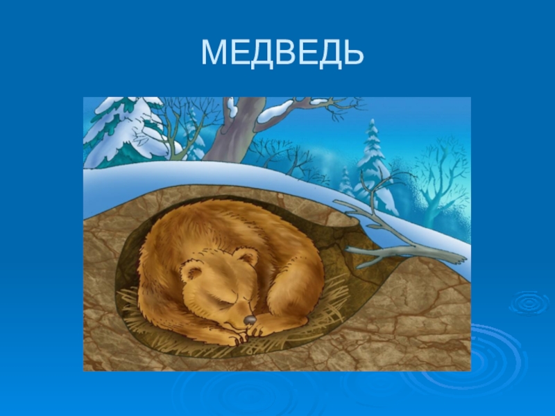 Рисунок медведя в берлоге