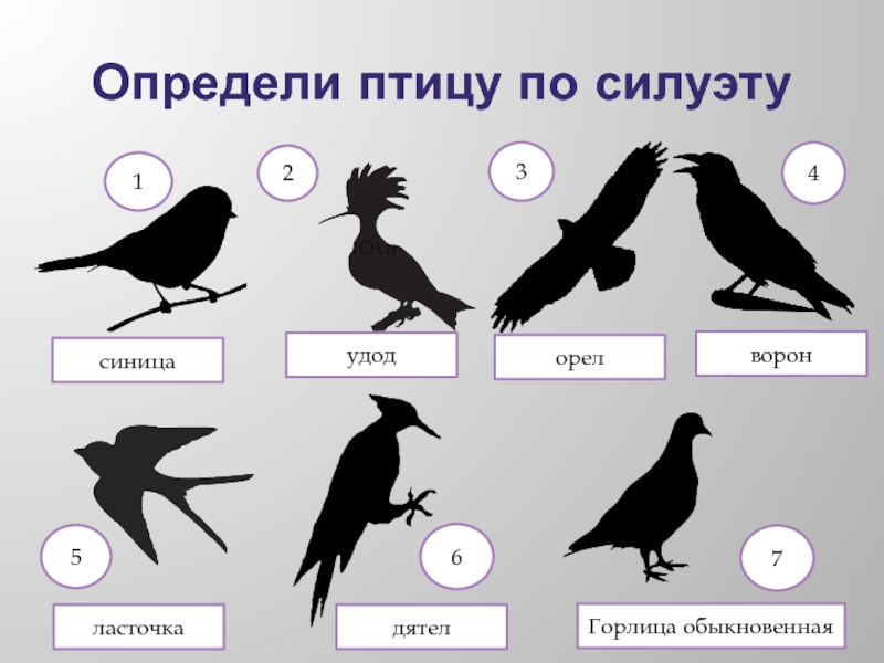 Читать тень ворона 6. Силуэты птиц с названиями. Отгадай птицу по силуэту. Игра узнай птицу по силуэту. Силуэт птиц и их названия.