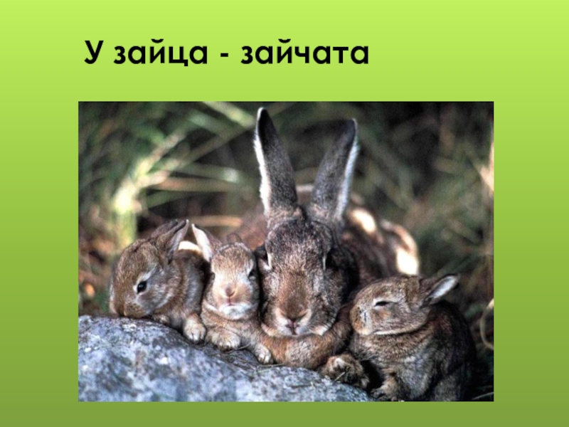 Зайчонок родившийся весной. Зайчиха с зайчонком. Зайчонок с мамой. Сколько зайчат рождается у зайчихи. В поле еще снег, а у зайчих уж родятся Зайчата..