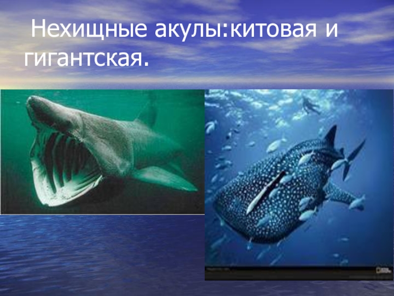 Акула рассказ 3. Презентация л.н.толстой акула. Акула толстой презентация. Л Н толстой акула 3 класс. Толстой акула презентация 3 класс.