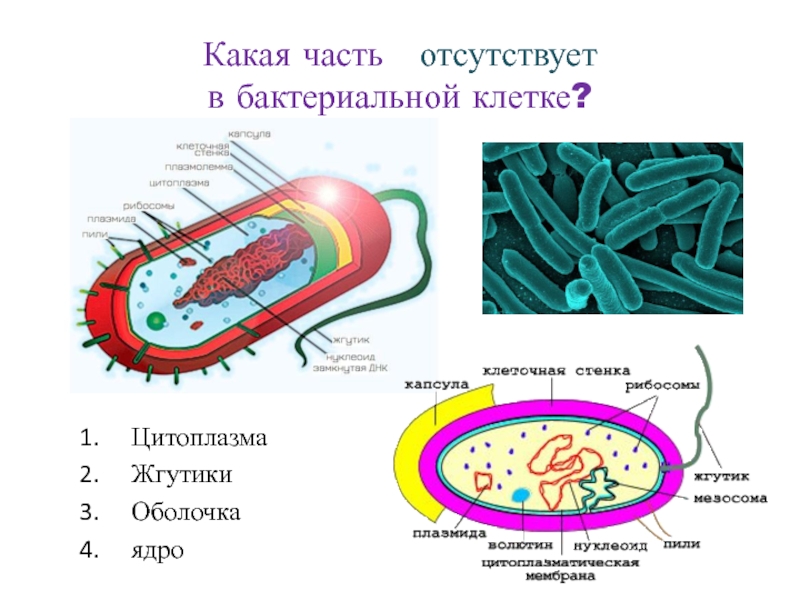 В клетках бактерий есть ядро. Жгутики бактериальной клетки 3 части. В бактериальной клетке отсутствует. Строение бактерии. Клетка бактерии.