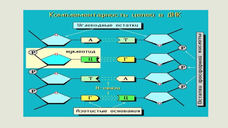 Дискретность в биологии рисунок