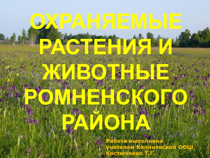 Презентация Охраняемые растения и животные Ромненского района