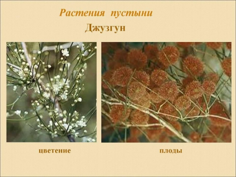 Джузгун. Джузгун и колосняк растение пустыни. Джузгун плоды. Растения пустыни в России джузгун. Джузгун растение пустыни описание.