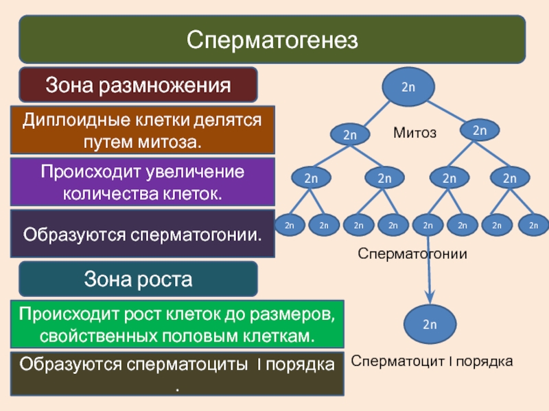 Диплоидные клетки образуются